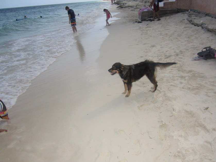 dog bahamas
