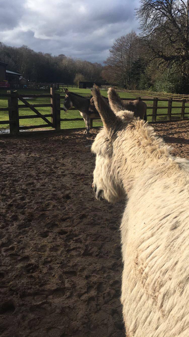 the donkey sanctuary