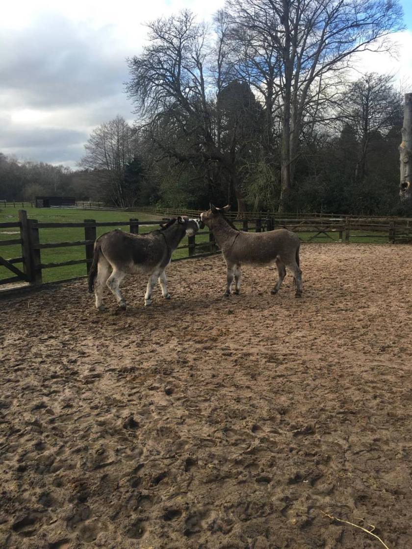 the donkey sanctuary
