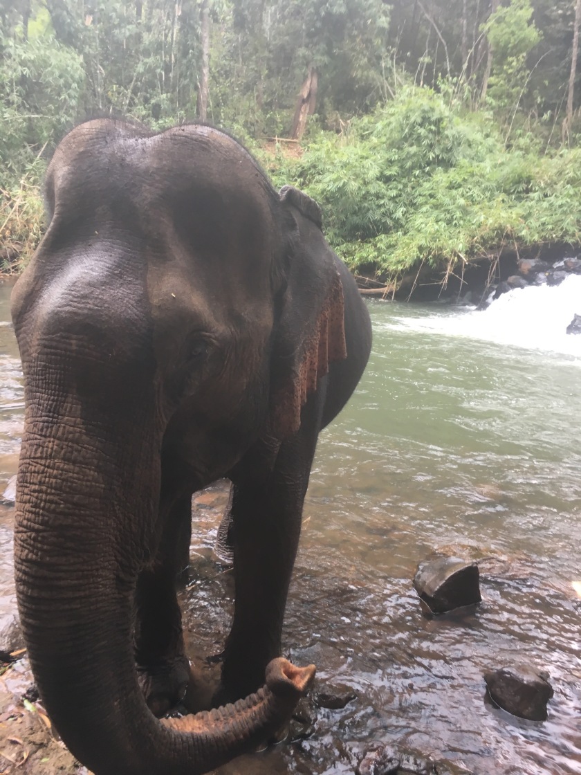 rescued elephants