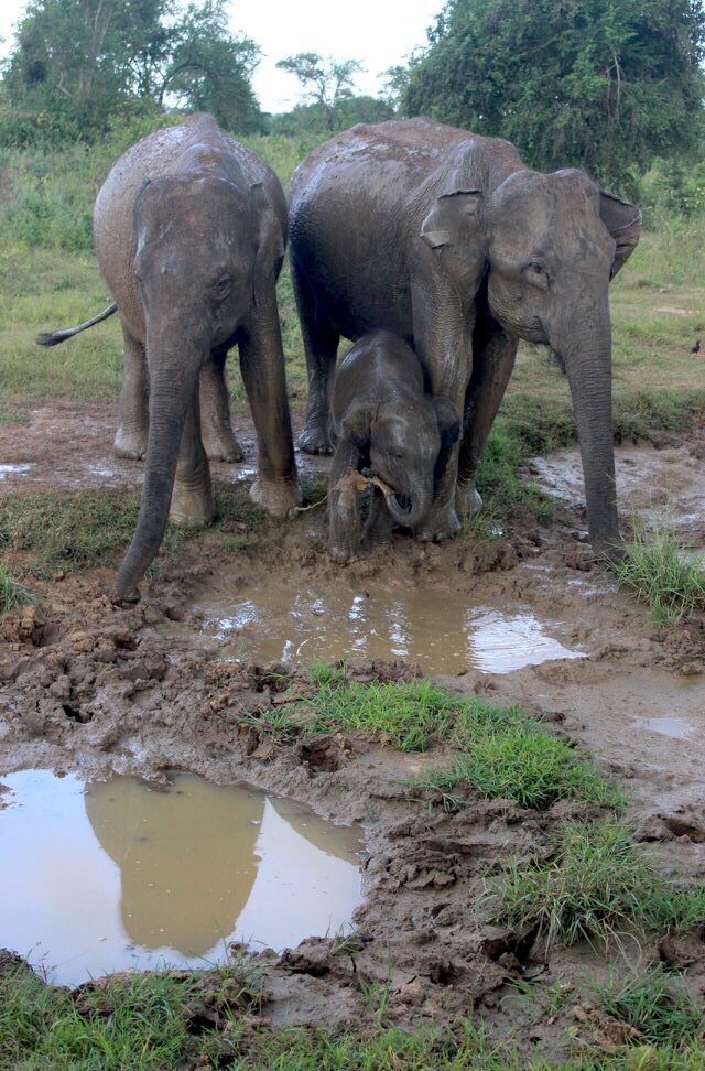 elephant safari udawalawe