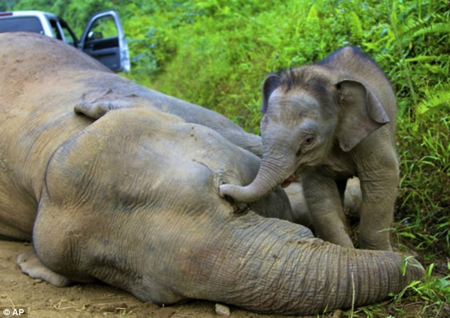elephants mourn dead